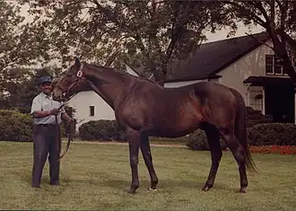 Image illustrative de l’article Nashua (cheval)