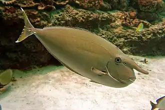 Naso annulatus