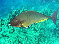Naso hexacanthus