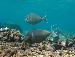 Naso unicornis