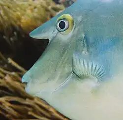 Tête