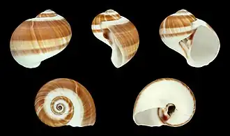 Natica vitellus