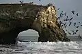 Pélicans et cormorans