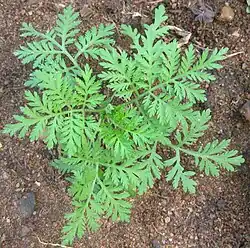 Feuilles d'armoise annuelle