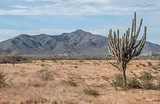 Végétation xérophyte, Isla de Margarita, Nueva Esparta
