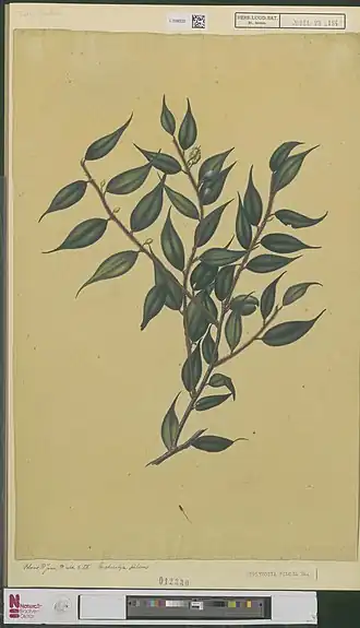 Description de l'image Naturalis Biodiversity Center - L.2096233 - Sixtus, Ernst Philipp - Gaultheria pilosa Blume - Artwork.jpeg.