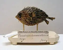 Spécimen naturalisé du Centre de biodiversité Naturalis, Leyde, Pays-Bas