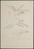 Forme immature Nymphe I de Dermanyssus gallinae par AC Oudemans