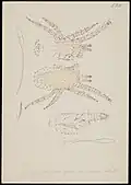 Forme immature Nymphe II de Dermanyssus gallinae par AC Oudemans