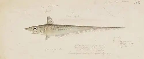 Coelorinchus japonicus