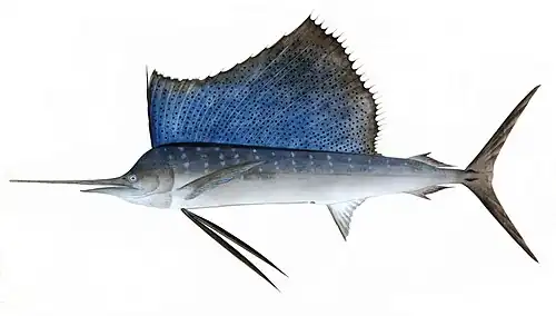 Istiophorus platypterus