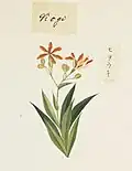 Illustration botanique