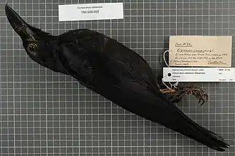 Description de l'image Naturalis Biodiversity Center - RMNH.AVES.101725 - Corvus enca celebensis Stresemann, 1936 - Corvidae - bird skin specimen.jpeg.