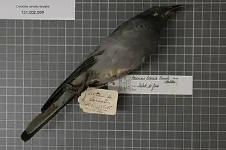 Description de l'image Naturalis Biodiversity Center - RMNH.AVES.123398 1 - Coracina larvata larvata (Muller, 1843) - Campephagidae - bird skin specimen.jpeg.