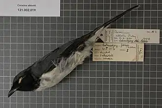 Description de l'image Naturalis Biodiversity Center - RMNH.AVES.123589 1 - Coracina abbotti (Riley, 1918) - Campephagidae - bird skin specimen.jpeg.