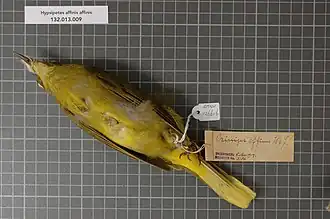 Description de l'image Naturalis Biodiversity Center - RMNH.AVES.126616 1 - Hypsipetes affinis affinis (Hombron & Jacquinot, 1841) - Pycnonotidae - bird skin specimen.jpeg.