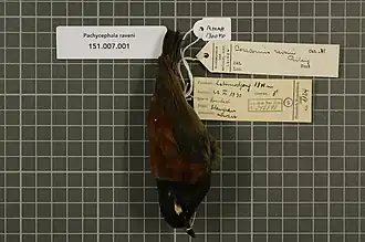 Description de l'image Naturalis Biodiversity Center - RMNH.AVES.130040 1 - Pachycephala raveni (Riley, 1918) - Pachycephalidae - bird skin specimen.jpeg.