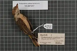 Description de l'image Naturalis Biodiversity Center - RMNH.AVES.130184 2 - Pachycephala orpheus wetterensis Hellmayer, 1914 - Pachycephalidae - bird skin specimen.jpeg.