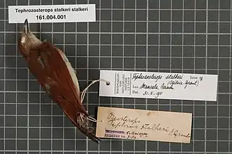 Description de l'image Naturalis Biodiversity Center - RMNH.AVES.133498 1 - Tephrozosterops stalkeri (Ogilvie-Grant, 1910) - Zosteropidae - bird skin specimen.jpeg.