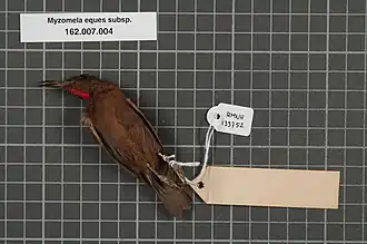Description de l'image Naturalis Biodiversity Center - RMNH.AVES.133752 2 - Myzomela eques subsp. - Meliphagidae - bird skin specimen.jpeg.