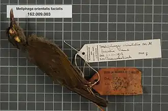 Description de l'image Naturalis Biodiversity Center - RMNH.AVES.133925 1 - Meliphaga orientalis facialis Rand, 1936 - Meliphagidae - bird skin specimen.jpeg.
