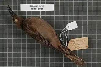 Description de l'image Naturalis Biodiversity Center - RMNH.AVES.134400 1 - Philemon meyeri Salvadori, 1878 - Meliphagidae - bird skin specimen.jpeg.