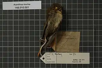 Description de l'image Naturalis Biodiversity Center - RMNH.AVES.135713 2 - Acanthiza murina (De Vis, 1897) - Acanthizidae - bird skin specimen.jpeg.