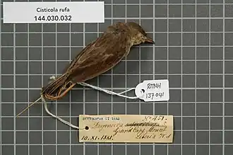 Description de l'image Naturalis Biodiversity Center - RMNH.AVES.137041 1 - Cisticola rufa (Fraser, 1843) - Sylviidae - bird skin specimen.jpeg.