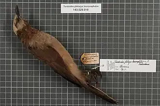 Oiseau conservé.