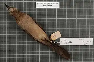 Oiseau conservé.