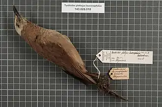 Oiseau conservé.