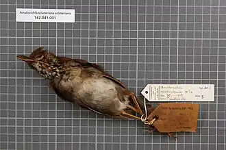 Description de l'image Naturalis Biodiversity Center - RMNH.AVES.146102 1 - Amalocichla sclateriana sclateriana De Vis, 1892 - Turdidae - bird skin specimen.jpeg.
