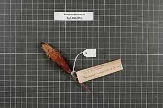 Description de l'image Naturalis Biodiversity Center - RMNH.AVES.161099 2 - Lonchura leucosticta (D'Albertis and Salvadori, 1879) - Estrildidae - bird skin specimen.jpeg.