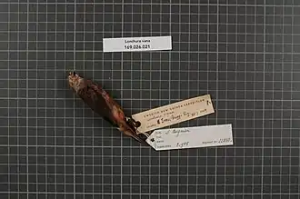 Description de l'image Naturalis Biodiversity Center - RMNH.AVES.22838 1 - Lonchura vana (Hartert, 1930) - Estrildidae - bird skin specimen.jpeg.