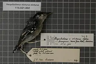 Description de l'image Naturalis Biodiversity Center - RMNH.AVES.37127 1 - Herpsilochmus sticturus sticturus Salvin, 1885 - Formicariidae - bird skin specimen.jpeg.