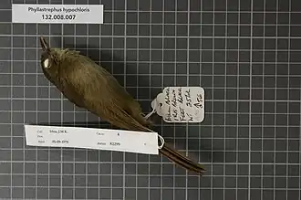 Description de l'image Naturalis Biodiversity Center - RMNH.AVES.82299 2 - Phyllastrephus hypochloris (Jackson, 1906) - Pycnonotidae - bird skin specimen.jpeg.