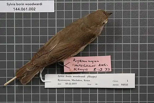S. b. woodwardi - Parties supérieures d'un mâle, spécimen RMNH.AVES.94935, collecté au Kenya.