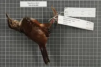 Description de l'image Naturalis Biodiversity Center - RMNH.AVES.99810 1 - Napothera rabori Rand, 1960 - Timaliidae - bird skin specimen.jpeg.