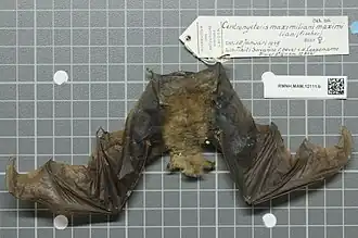 Description de l'image Naturalis Biodiversity Center - RMNH.MAM.12111.b dor - Centronycteris maximiliani - skin.jpeg.