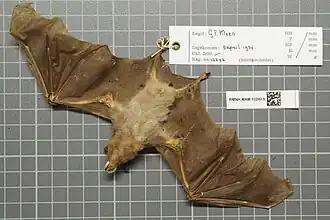 Description de l'image Naturalis Biodiversity Center - RMNH.MAM.12242.b ven - Glossophaga longirostris Major - skin.jpeg.