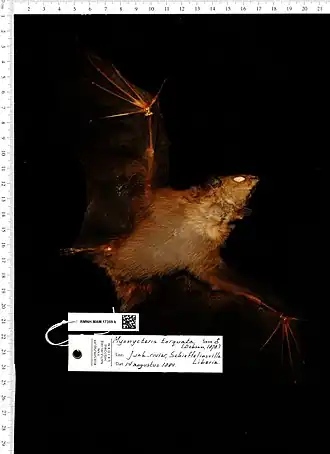 Description de l'image Naturalis Biodiversity Center - RMNH.MAM.17359.b dor - Myonycteris torquata - skin.jpeg.