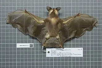 Description de l'image Naturalis Biodiversity Center - RMNH.MAM.26111.b dor - Lophostoma schulzi - skin.jpeg.