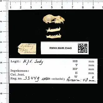 Description de l'image Naturalis Biodiversity Center - RMNH.MAM.33449 lat - Rhinolophus creaghi - skull.jpeg.