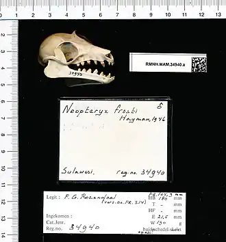 Description de l'image Naturalis Biodiversity Center - RMNH.MAM.34940.a lat - Neopteryx frosti - skull.jpeg.