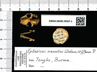 Description de l'image Naturalis Biodiversity Center - RMNH.MAM.35567.a pal - Eptesicus nasutus - skull.jpeg.