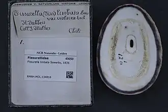 Fissurella limbata