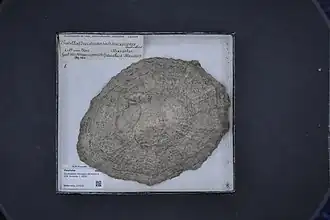 Scutellastra mexicana.