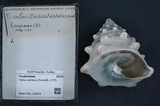 Tectus dentatus