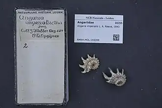 Angaria imperialis.