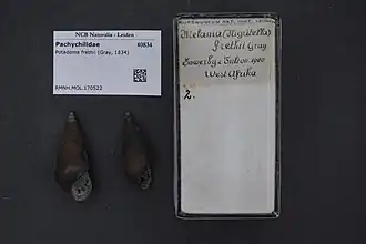 Potadoma freethii
